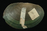 藏品(青蚌(稜蚌))的圖片